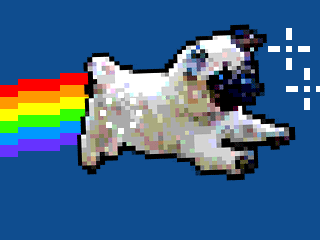 Flying pug.gif