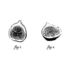 Fig.png