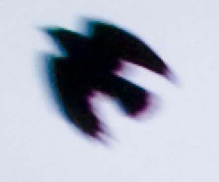 Ca-bird1.jpg