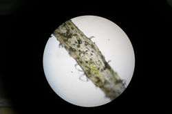 Microscope1.JPG