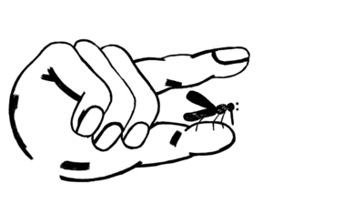 Mosquito.gif