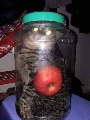 Pickledcat.jpg