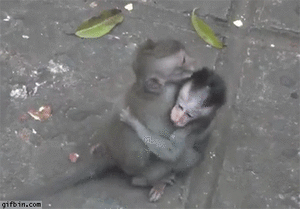 Monkeyhug.gif