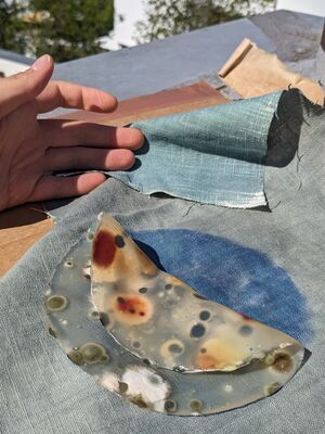 Mold-cyanotype.jpg