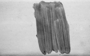 Brush 10.jpg