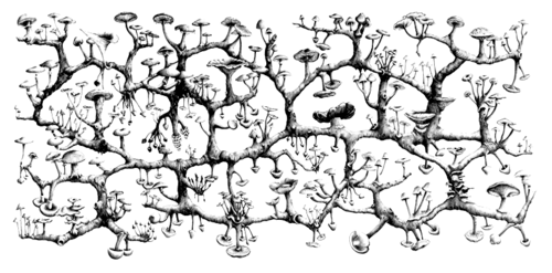 Rhizomeroot.png