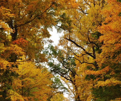 Fall-color.png