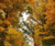 Fall-color.png