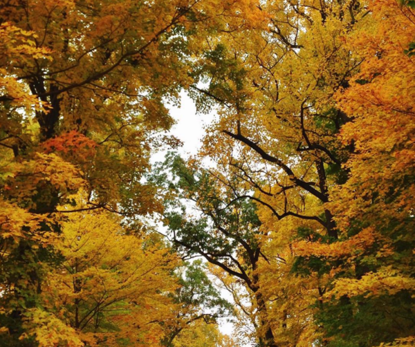 Fall-color.png