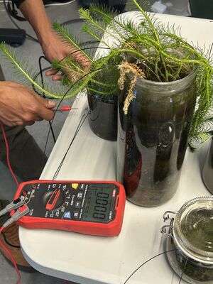 Measuring the electricity from the mud