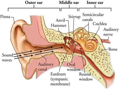 Ear.jpg