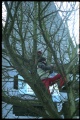 Tree rich jimenez.jpg