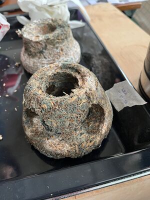 Mycelium1.jpg